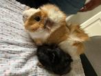 Lieve cavia’s vader en zoon, Dieren en Toebehoren, Mannelijk, Cavia, Na 1 juli 2024, Tam