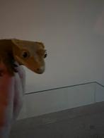 Wimpergekko met terrarium, Hagedis, Met terrarium
