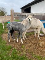 2 alpaca hengstjes te koop,, Dieren en Toebehoren, Overige Dieren, Maart, Mannelijk