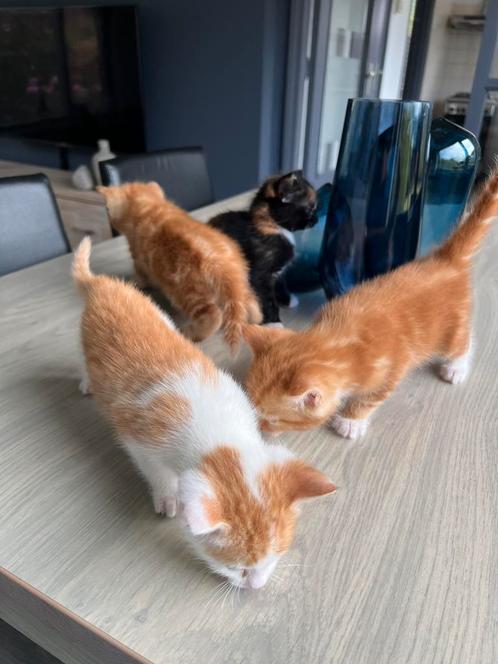 4 Katten te koop, Dieren en Toebehoren, Katten en Kittens | Overige Katten