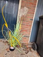 Gratis nepplant, Ophalen, Minder dan 100 cm, Overige soorten, Zomer