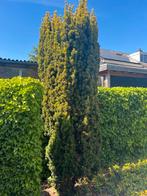 Gratis: taxus, Tuin en Terras, Planten | Bomen, Ophalen, Bloeit niet, Halfschaduw, Overige soorten