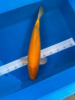 Karashigoi van Kweker Yagenji, Dieren en Toebehoren, Vissen | Vijvervissen, Karper of Koi