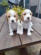 Prachtige Engelse Cocker Spaniel pups, Dieren en Toebehoren, Honden | Retrievers, Spaniëls en Waterhonden, 8 tot 15 weken, Meerdere
