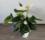 Mooie Anthurium / Flamingo plant in leuke witte sierpot., Huis en Inrichting, Ophalen, Overige soorten, Halfschaduw, In pot