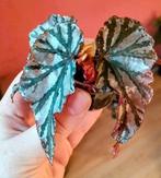 Begonia Looking Glass Stekje - Groningen, Ophalen, Halfschaduw, Minder dan 100 cm
