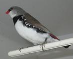 bichenow astrildes, diamantvink, oranje kaakje, Dieren en Toebehoren, Meerdere dieren, Tropenvogel, Geringd