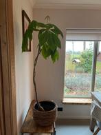 Geldboom (Pachira Aquatica) in pot, Huis en Inrichting, Kamerplanten, Ophalen, 100 tot 150 cm, Overige soorten, Halfschaduw