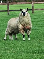 Kerry Hill Dekram, Dieren en Toebehoren, Schapen, Geiten en Varkens, Mannelijk, Schaap, 3 tot 5 jaar