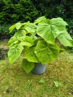 Paulownia tomentosa in pot, Tuin en Terras, Planten | Bomen, Overige soorten, Minder dan 100 cm, Ophalen, Volle zon