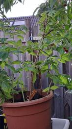 Frambozen rood, Tuin en Terras, Planten | Tuinplanten, Ophalen, Zomer, Vaste plant, Volle zon