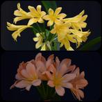 Clivia plant kruising Dancing Green x Pink Peach Bonny, Bloeiende kamerplant, Ophalen of Verzenden, Volledige schaduw, Minder dan 100 cm