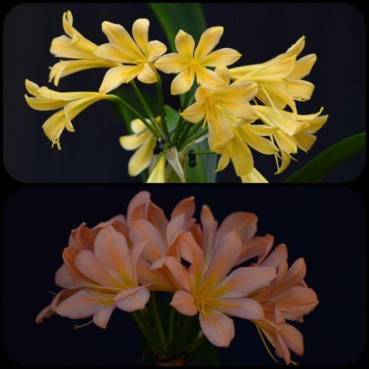 Clivia plant kruising Dancing Green x Pink Peach Bonny, Huis en Inrichting, Kamerplanten, Minder dan 100 cm, Bloeiende kamerplant