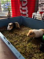 Cavias en ren, Dieren en Toebehoren, Knaagdieren, Cavia, Juni, Meerdere dieren, Tam