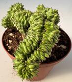 Euphorbia Green Elf Cristata, Ophalen of Verzenden, Vetplant