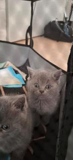 Baby Britse korthaar, Kater