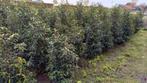 Prunus lustanica 100-125 € 10,00, Ophalen of Verzenden, Laurier, 100 tot 250 cm