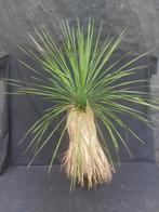 Yucca linearifolia ssp. Galeana 66, 100 cm, stam 45 cm, Ophalen of Verzenden, Vaste plant, Overige soorten, Volle zon