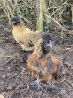 Twee mooie Zijdehoender krielen te koop, Dieren en Toebehoren, Meerdere dieren, Kip