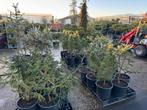Partij naaldbomen in 1 koop 40st €600,-!!, Ophalen, Overige soorten, Volle zon