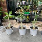 Adenium woestijnroos, Huis en Inrichting, Kamerplanten, Overige soorten, Ophalen of Verzenden, Minder dan 100 cm, Bloeiende kamerplant