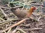 Verschillende hennen kuif baard kippen, Dieren en Toebehoren, Pluimvee, Kip, Vrouwelijk