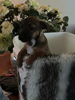 Drie hele mooie jack russel pups twee teefjes en een reutje, Dieren en Toebehoren, Rabiës (hondsdolheid), Jack Russell Terriër