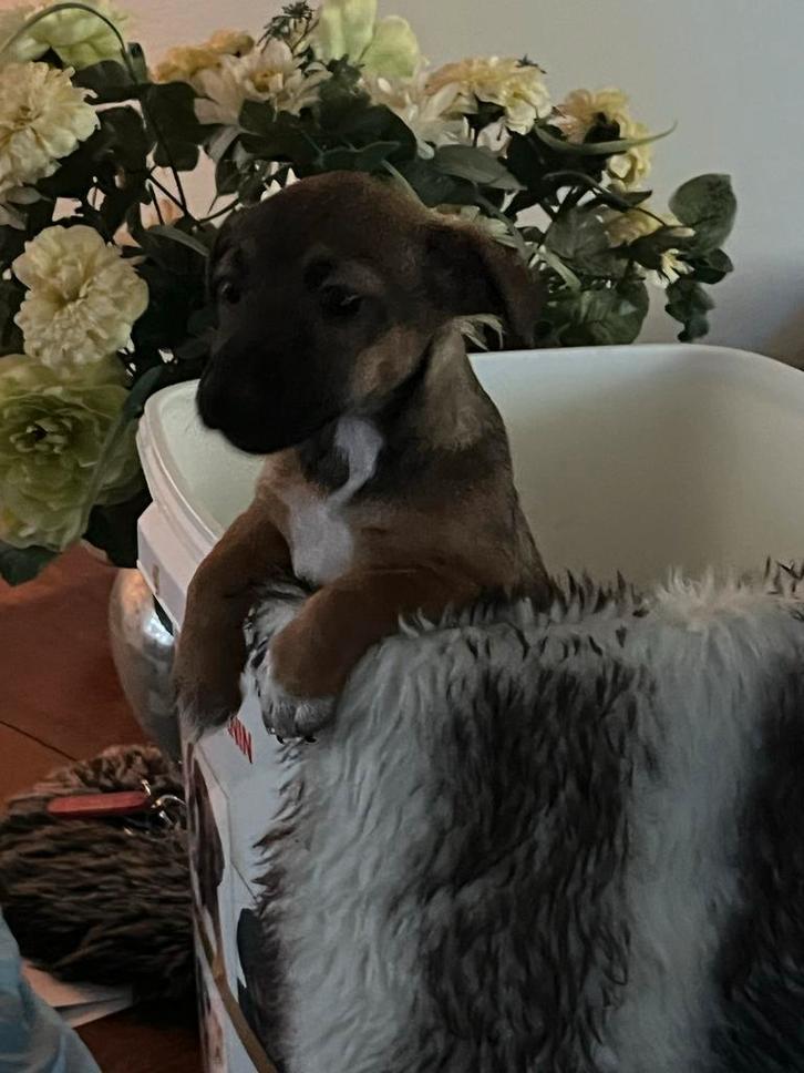 Drie hele mooie jack russel pups twee teefjes en een reutje, Dieren en Toebehoren, Honden | Jack Russells en Terriërs, Meerdere dieren