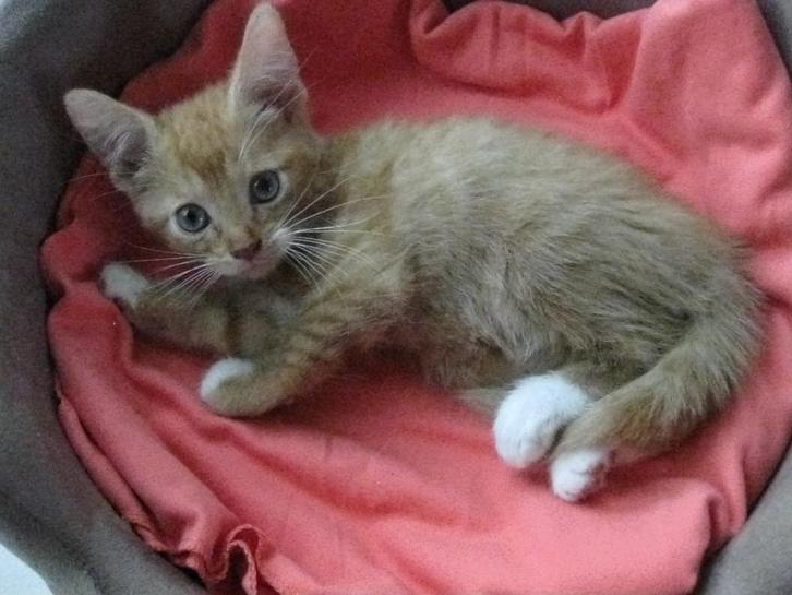 Kitten, Dieren en Toebehoren, Katten en Kittens | Overige Katten, Langharig, Meerdere dieren, 0 tot 2 jaar