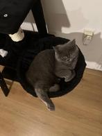 Brits kort en langhaar opzoek naar een nieuwe huis, Meerdere dieren, Gechipt, 0 tot 2 jaar