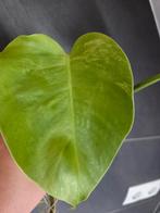 monstera aurea Borsigiana, Huis en Inrichting, Kamerplanten, Ophalen of Verzenden, Halfschaduw, Minder dan 100 cm