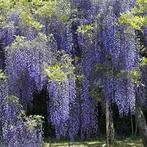 Blauwe regen (Wisteria), Ophalen, Volle zon, Vaste plant, Klimplanten
