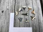 Setje haaientanden uit Bone Valley, Verzamelen, Mineralen en Fossielen, Ophalen of Verzenden