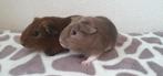2 jonge cavia beertjes van 5 weekjes, Dieren en Toebehoren, Knaagdieren, September, Mannelijk, Cavia