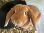 Lief konijnen koppel ram en voedster, Dieren en Toebehoren, Konijnen, Meerdere dieren, Klein, Hangoor, 0 tot 2 jaar