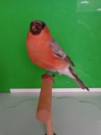 Goudvinken pastel overgoten, Dieren en Toebehoren, Vogels | Overige Vogels, Mannelijk