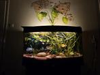 Aquarium Juwel 180 liter, Dieren en Toebehoren, Vissen | Aquaria en Toebehoren, Ophalen, Gebruikt, Leeg aquarium