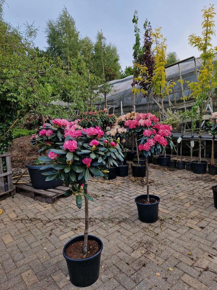Rhododendron op stam - Prachtige bloeier!, Tuin en Terras, Planten | Bomen, Overige soorten, 100 tot 250 cm, Halfschaduw, Lente