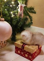 Britse korthaar kittens, Dieren en Toebehoren, Katten en Kittens | Raskatten | Korthaar, Meerdere dieren, Ontwormd