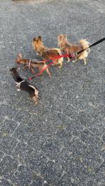 Honden oppas gezocht, Diensten en Vakmensen, Dieren | Honden | Verzorging, Oppas en Les, Particuliere oppas