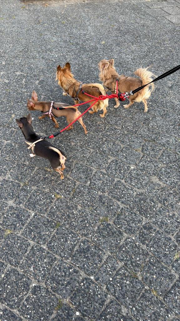 Honden oppas gezocht, Diensten en Vakmensen, Dieren | Honden | Verzorging, Oppas en Les, Particuliere oppas