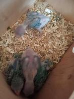 Forpussen, Dieren en Toebehoren, Vogels | Parkieten en Papegaaien, Meerdere dieren, Parkiet, Geringd