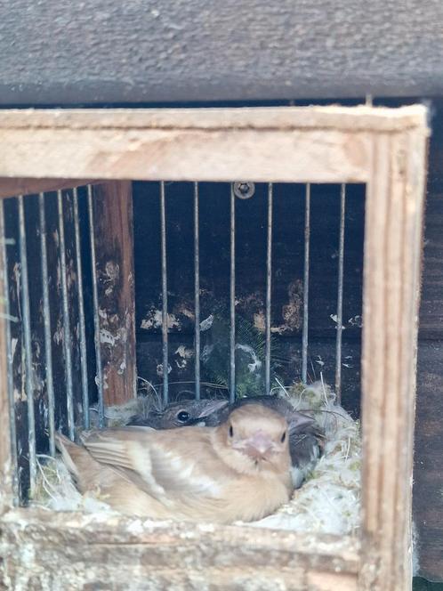 Gezocht Europese vinken, Dieren en Toebehoren, Vogels | Overige Vogels, Wildzangvogel, Meerdere dieren, Geringd