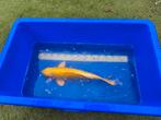 Koi, Dieren en Toebehoren, Vissen | Vijvervissen, Karper of Koi