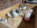 Te koop wyandotte kippen, Dieren en Toebehoren, Pluimvee, Vrouwelijk, Kip