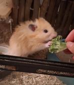 Hamster beschikbaar voor herplaatsing, Dieren en Toebehoren, Knaagdieren, Maart, Mannelijk, Hamster