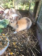 Gratis: 3 baby konijntjes, Dieren en Toebehoren, Konijnen, Geslacht onbekend, Klein, 0 tot 2 jaar