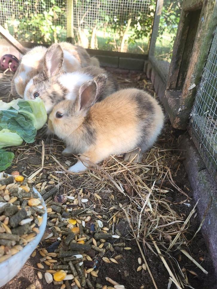 Gratis: 3 baby konijntjes, Dieren en Toebehoren, Konijnen, Klein, Geslacht onbekend, 0 tot 2 jaar
