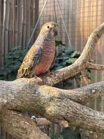 Gezocht bourke parkiet man, Dieren en Toebehoren, Mannelijk