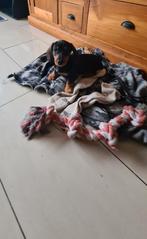 dwergteckel pups!  reutjes, Dieren en Toebehoren, Parvo, 8 tot 15 weken, Dwerg, Meerdere